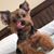 Paola Rosales's profile image