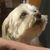 Lisa Whiting's profile image