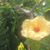 Lisa Ping's profile image