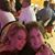 Arlene Langendorfer's profile image