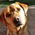 Lynne Ullery's profile image