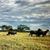 Cathy Mitchell's profile image