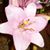 Debra Weekes's profile image