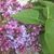 Lisa Rowley Nilsson's profile image