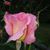 Lisa Stokes Pike's profile image