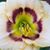Cara Bullimore's profile image