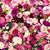 Tania Arcia's profile image