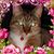 John Andrea Falcon's profile image