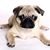 Sharon Roderick's profile image