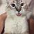 Bernardo Ruiz's profile image