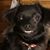 Rebecca Lynn Pickering's profile image
