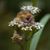 Dolly Morrow Hawks's profile image