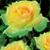 Rossilawati Gertrude's profile image