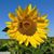 Cindy Snodgrass's profile image
