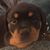 Elton Ramey's profile image