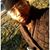 Lorenzo Flintzerelli's profile image