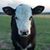 Jennifer Lamb's profile image