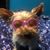 Terry Lapointe's profile image