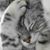 Collette Johnson's profile image