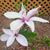 Jennifer Campbell's profile image