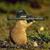 Hoan Trinh's profile image