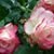 Barbara Ameloot Drader's profile image