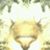 Deborah Bullwinkel's profile image