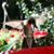 Susan Johanesson Natale's profile image