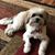 Roxanne King's profile image