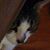 Paula Lind Dezfuli's profile image