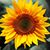 Chandra Irving Geschwill's profile image
