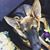 Rachel Halabi's profile image