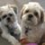Sherry B True's profile image