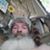 John Collier's profile image