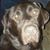 Shelli Meador Conner's profile image