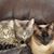 Suzi Schlobohm Andrade's profile image
