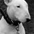 Hal Hamer's profile image