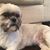 Katie Hutchings's profile image