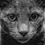 Doug Brown's profile image