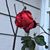 Bobbie Nuzum's profile image
