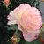 Sioban Kelly's profile image