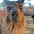 Dillon Sherry's profile image