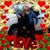 Stanley N Carolyn Shrock's profile image