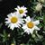 Julie Luchsinger Sauer's profile image
