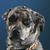 Lisa Capuano Olson's profile image