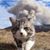Wendy Howard Marzilli's profile image