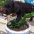 Susan Strong Scroggins's profile image