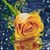 Nielsy Hernandez's profile image