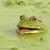 Kirk Green's profile image