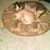 Gayle Jaremko's profile image